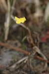 Zigzag bladderwort